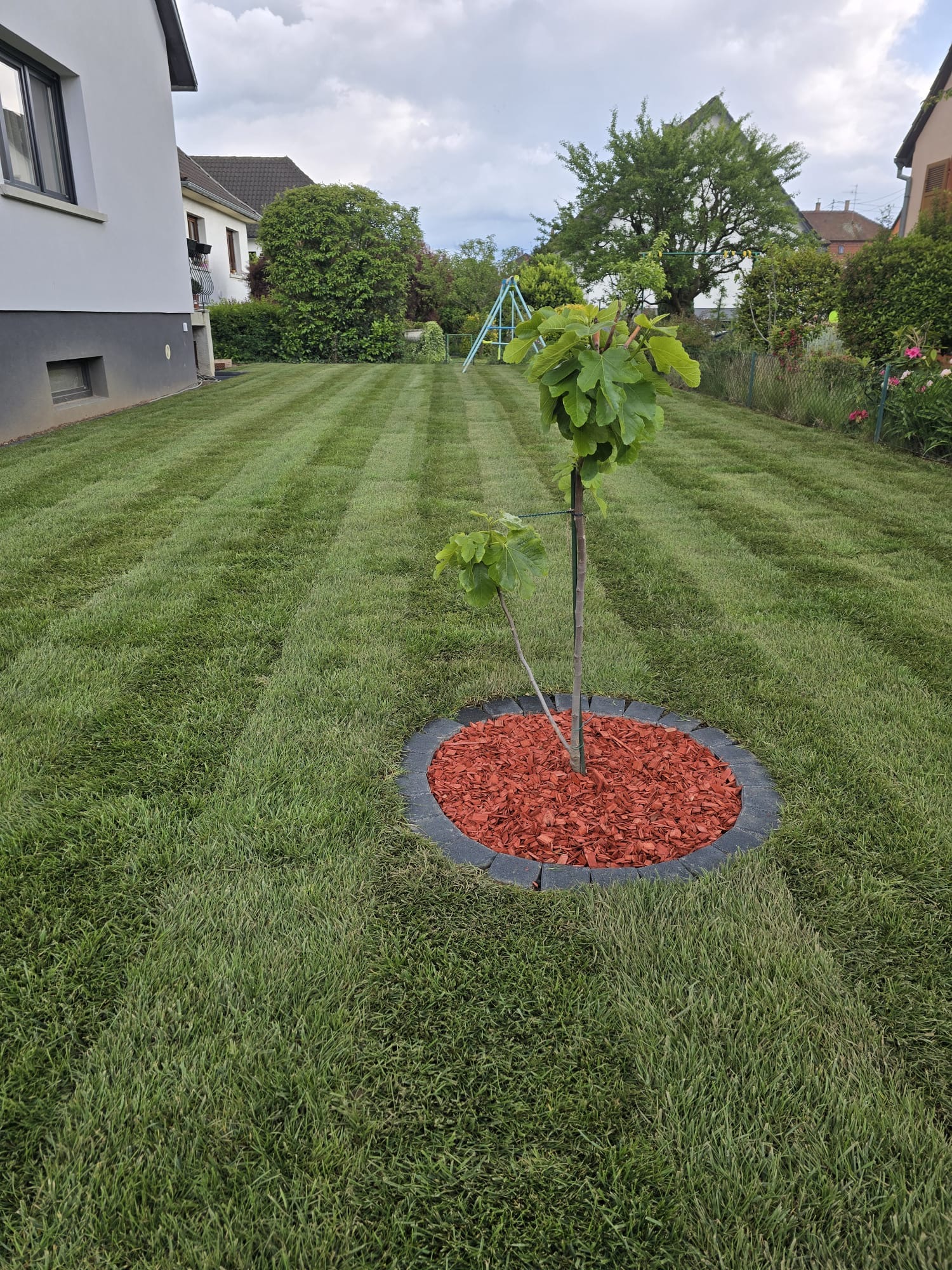 Transformation d'un jardin avec gazon rayé et figuier après intervention
