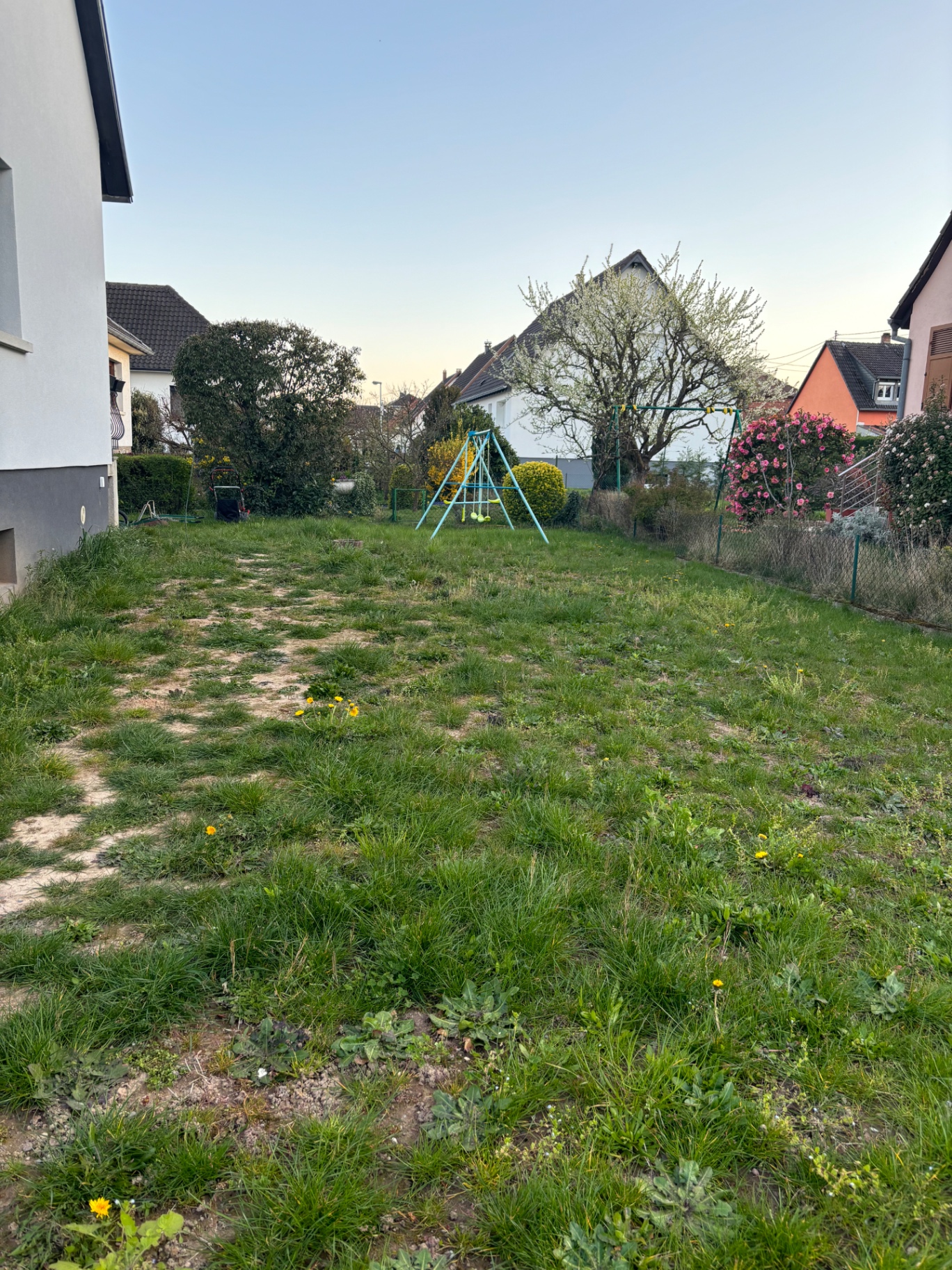 Transformation d'un jardin avec gazon rayé et figuier avant intervention